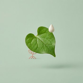 Heartleaf